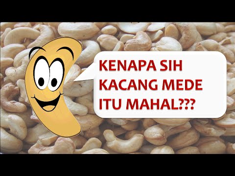 Proses Pengolahan Kacang Mete atau Mede (by Aryu Nuts)