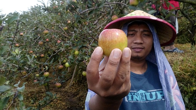 ekonomi pertanian desa