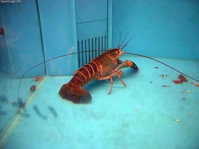 harga lobster air tawar